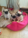 Pug Puppies available and ready to go